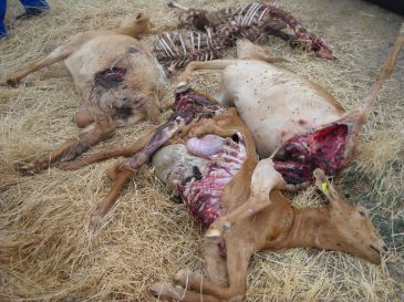 Una manada de lobos mata a siete cabras y deja muy mal heridas a otras dos en Solana de Rioalmar (Ávila)
